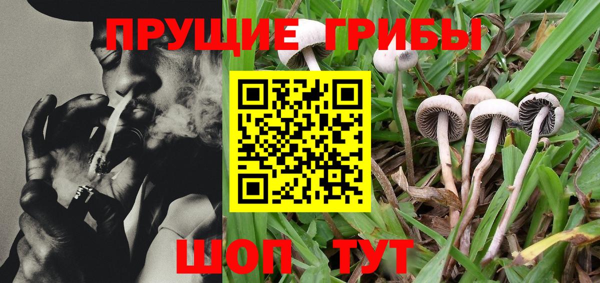 Псилоцибиновые грибы GOLDEN TEACHER Сухой Лог